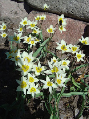 blommor